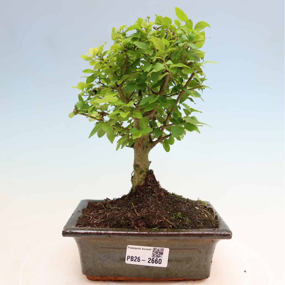 Zimmer Bonsai -Ligustrum chinensis - Vogelschnabel