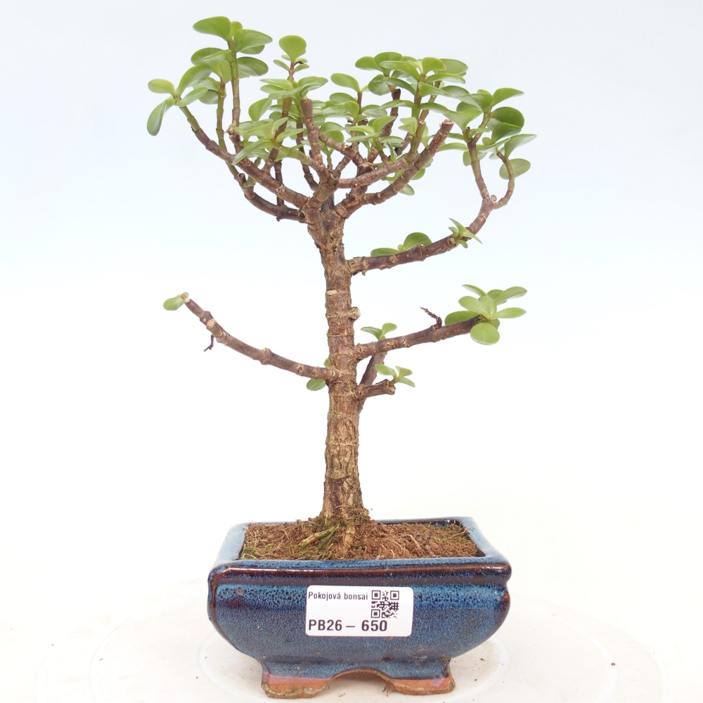Zimmer Bonsai - Portulakaria Afra - Tlustice