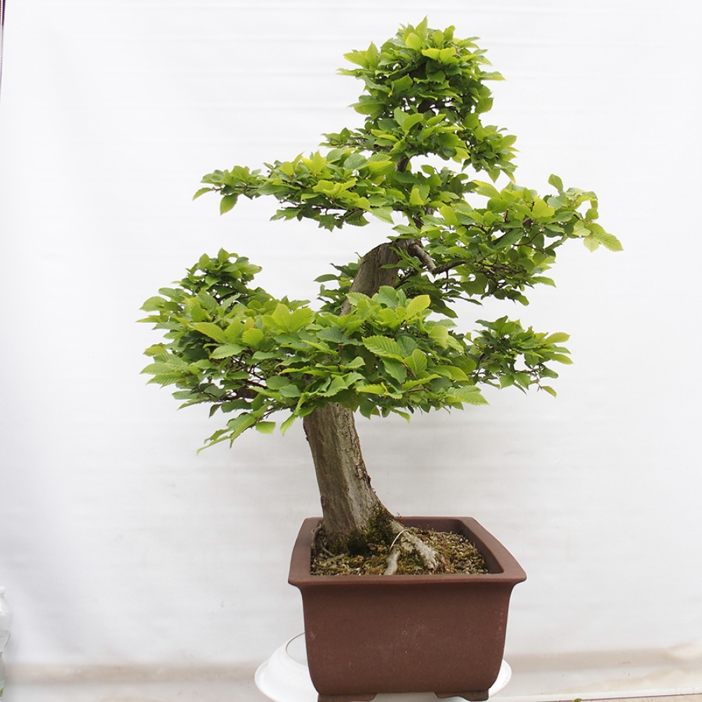 Bonsai für draußen - Hainbuche - Carpinus betulus