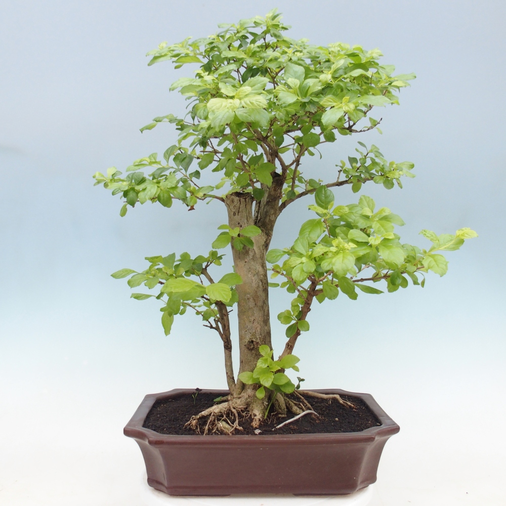 Zimmerbonsai - Duranta erecta Aurea