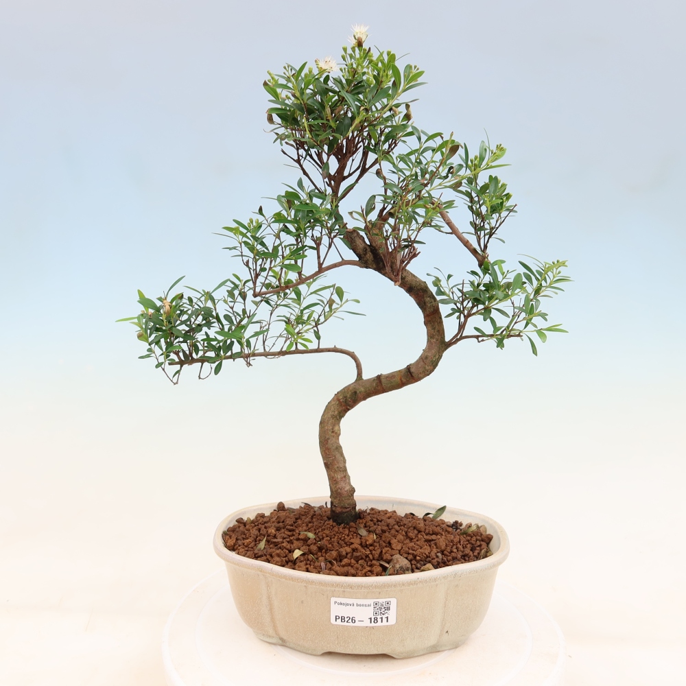 Zimmer Bonsai - Syzygium - Piment