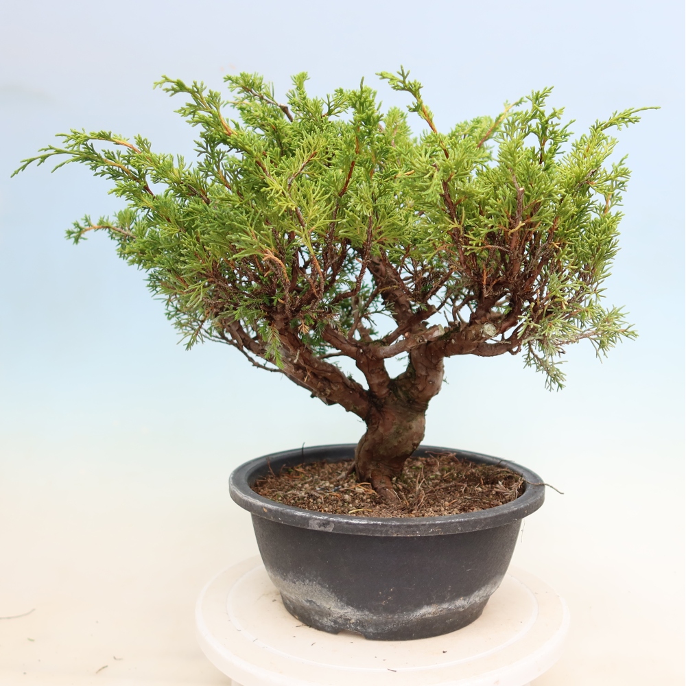 Bonsai für draußen - Juniperus chinensis Itoigawa-Juniperus chinensis