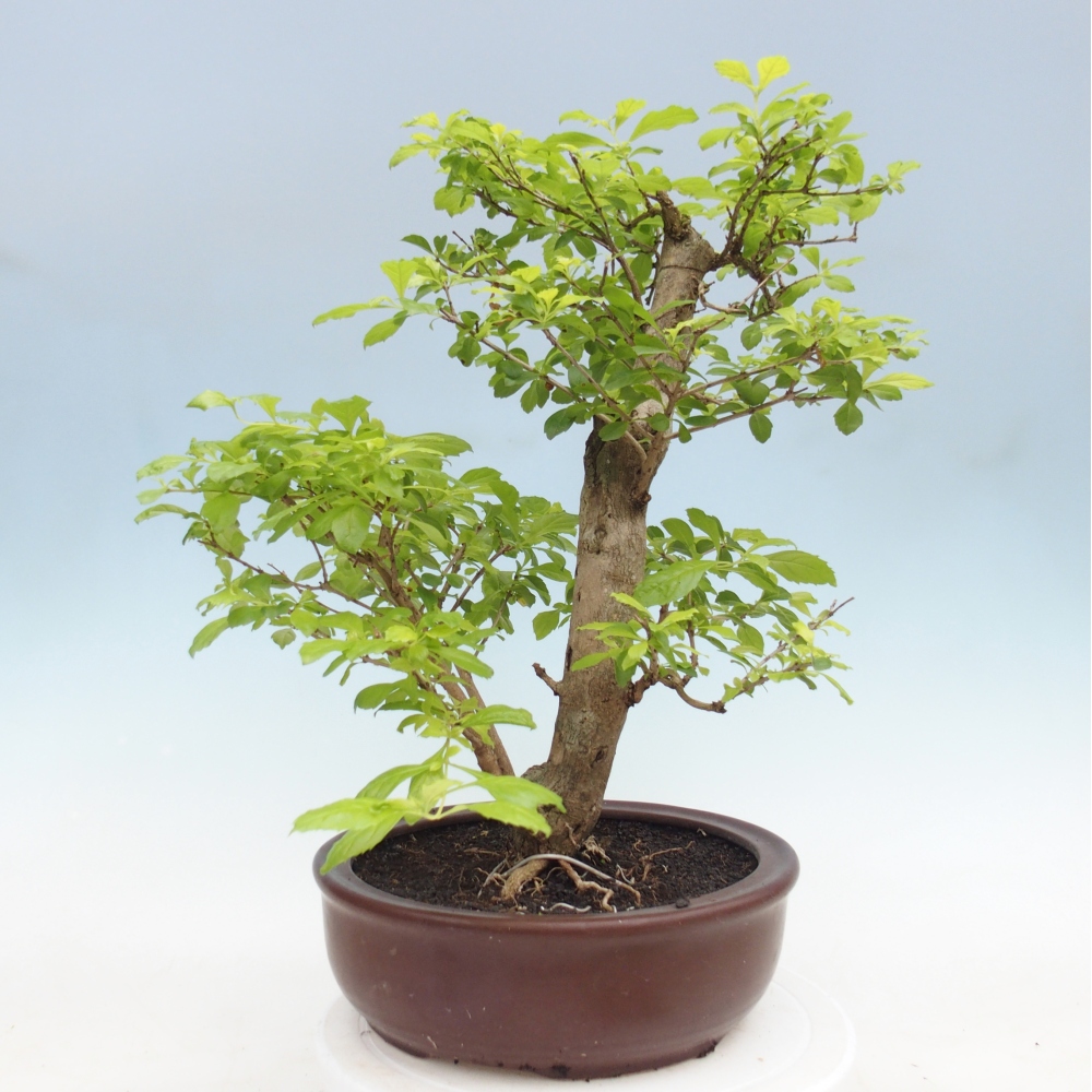 Zimmerbonsai - Duranta erecta Aurea