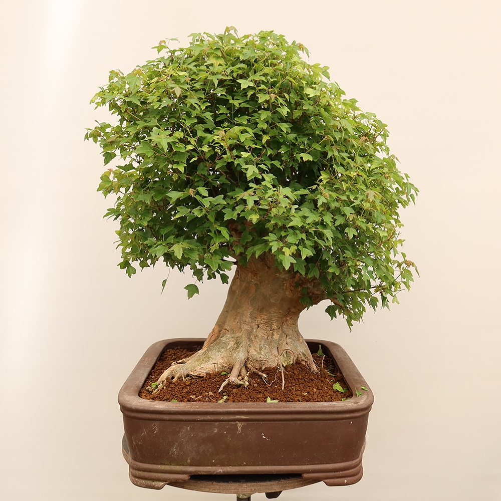 Bonsai für draußen - Ahorn Burger - Acer Burgerianum