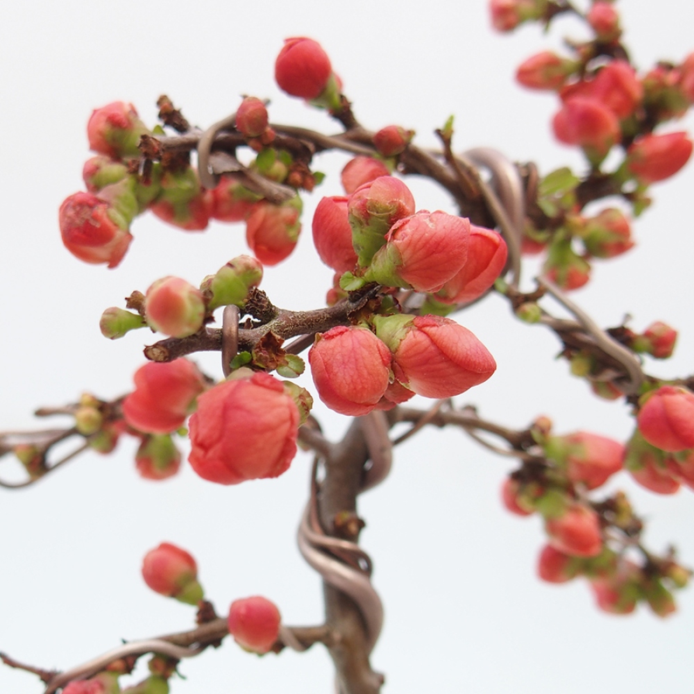 Bonsai für draußen - Chaneomeles s. Red Joy - Quitte