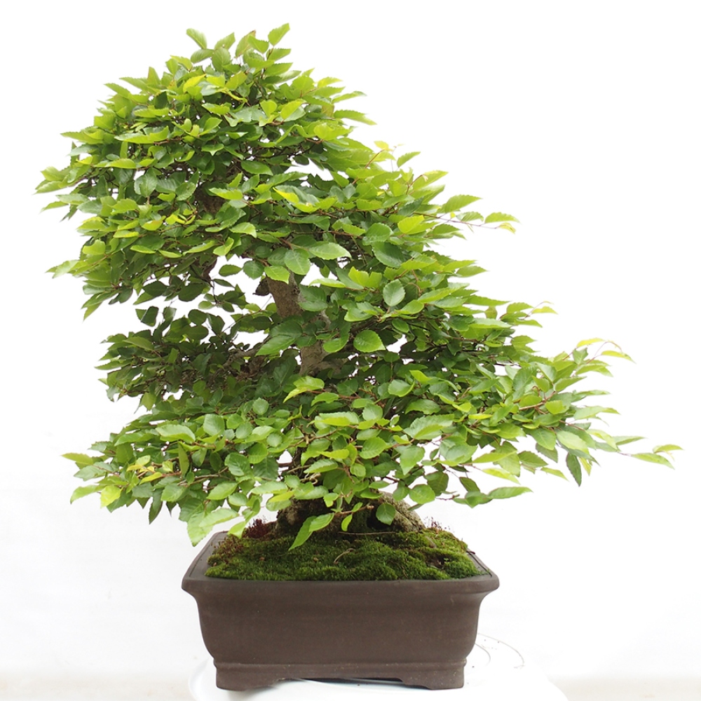 Bonsai für draußen -Carpinus CARPINOIDES - Koreanische Hainbuche