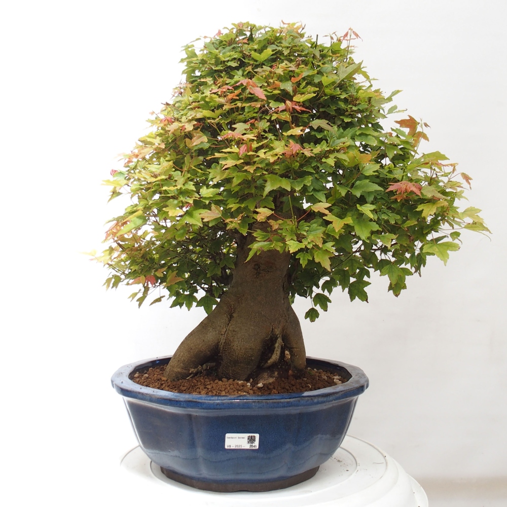 Bonsai für draußen - Acer Buergerianum - Bergahorn