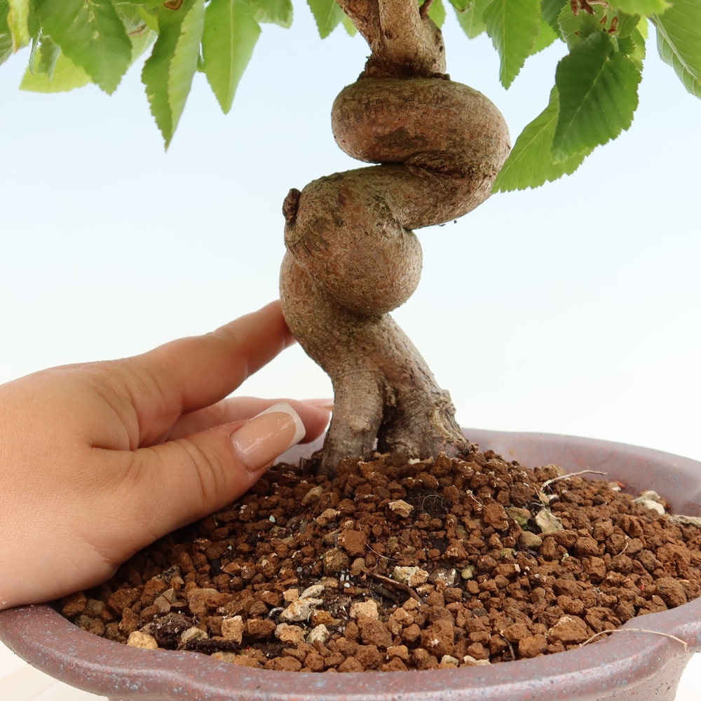 Bonsai für draußen - Karpinus Coreana - Koreanische Hainbuche