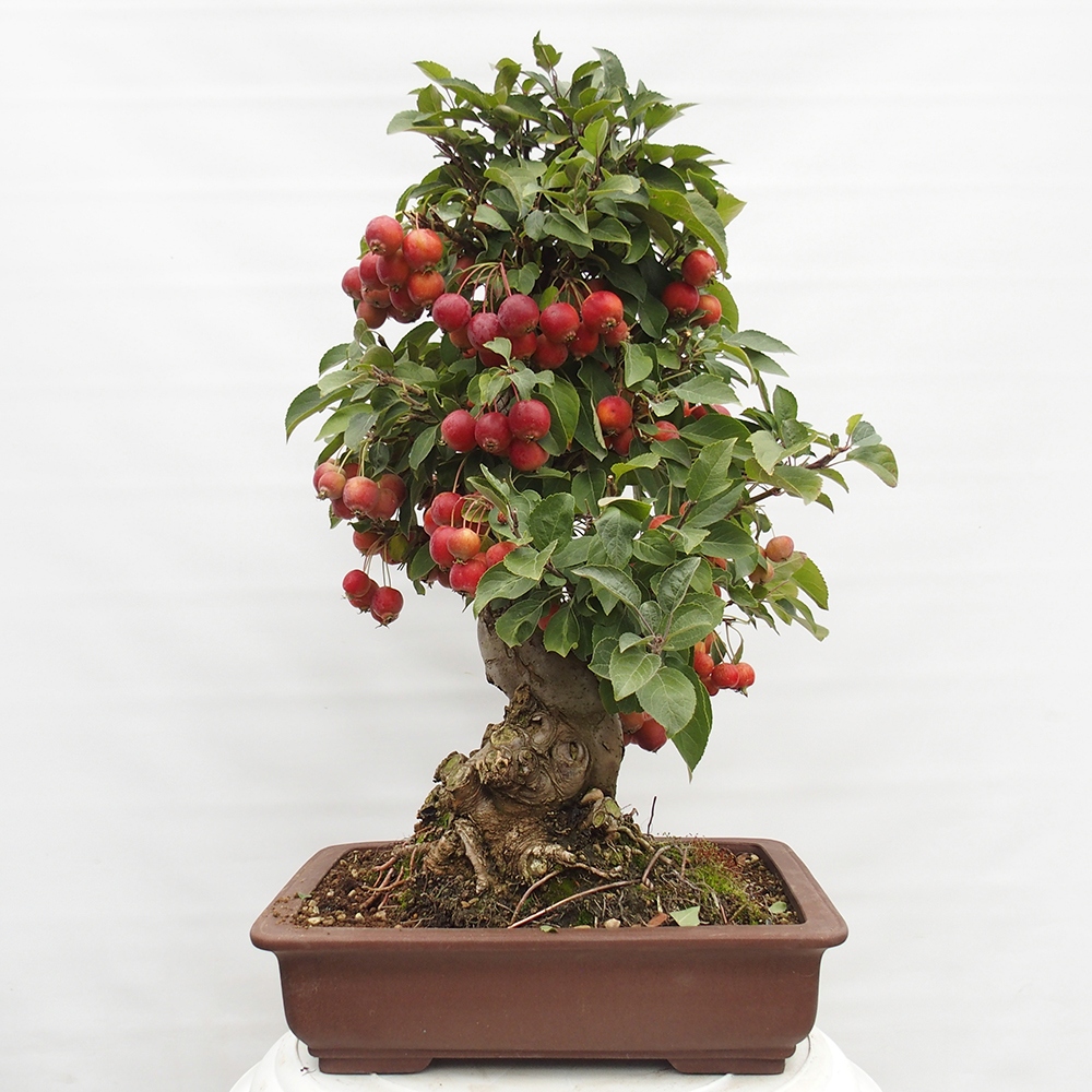 Outdoor-Bonsai -Malus halliana - Kleinfrüchtiger Apfelbaum