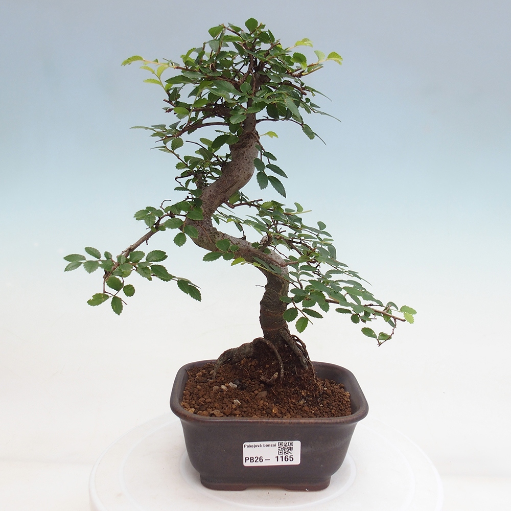 Zimmerbonsai - Ulmus parvifolia - Kleinblättrige Ulme