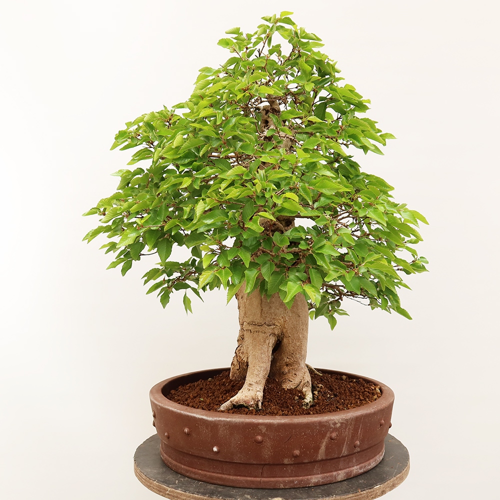 Bonsai für draußen - Karpinus Coreana - Koreanische Hainbuche