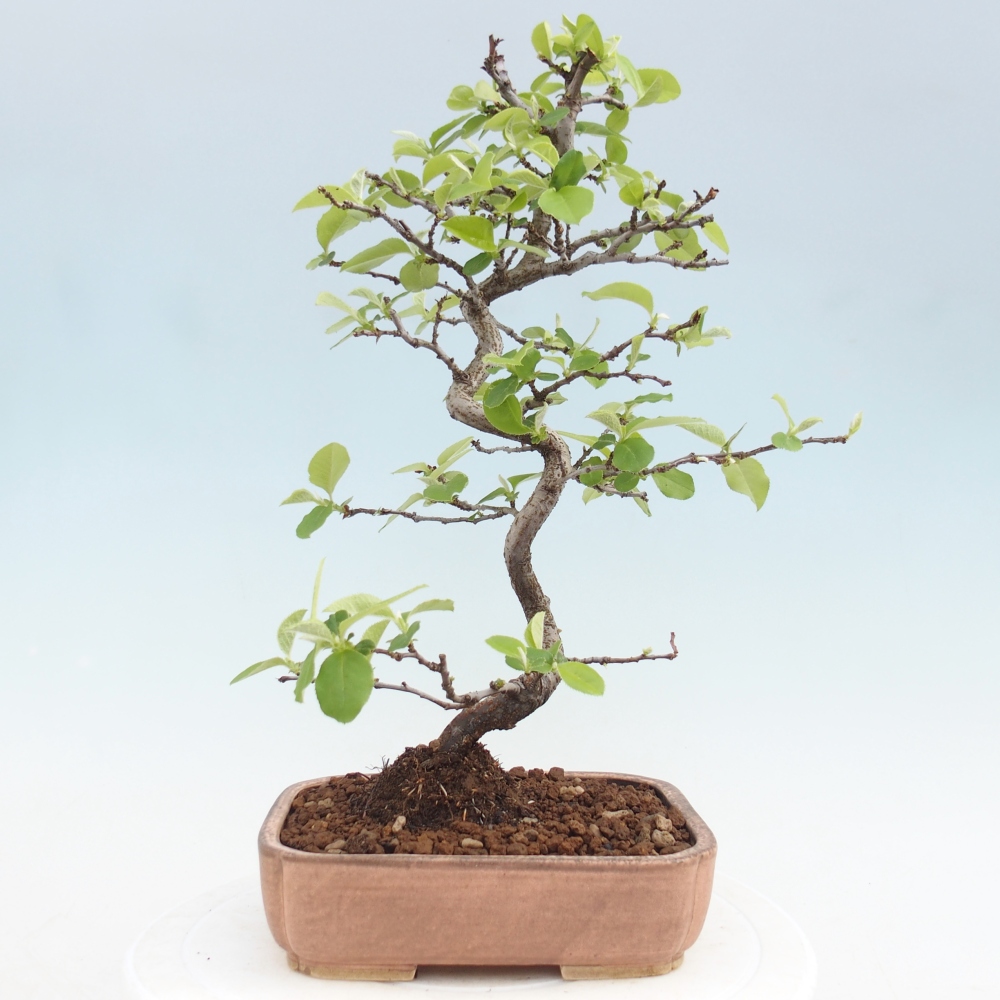 Bonsai für draußen - Chaneomeles chinensis