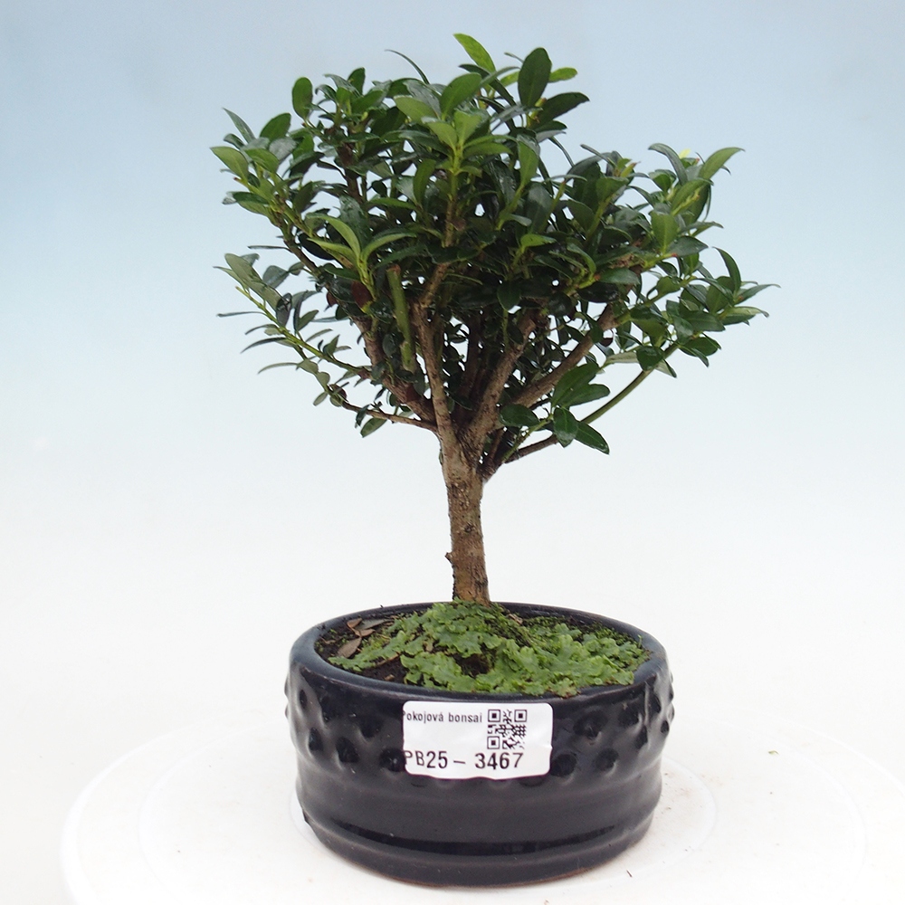 Zimmer Bonsai - Ilex crenata - Stechpalme