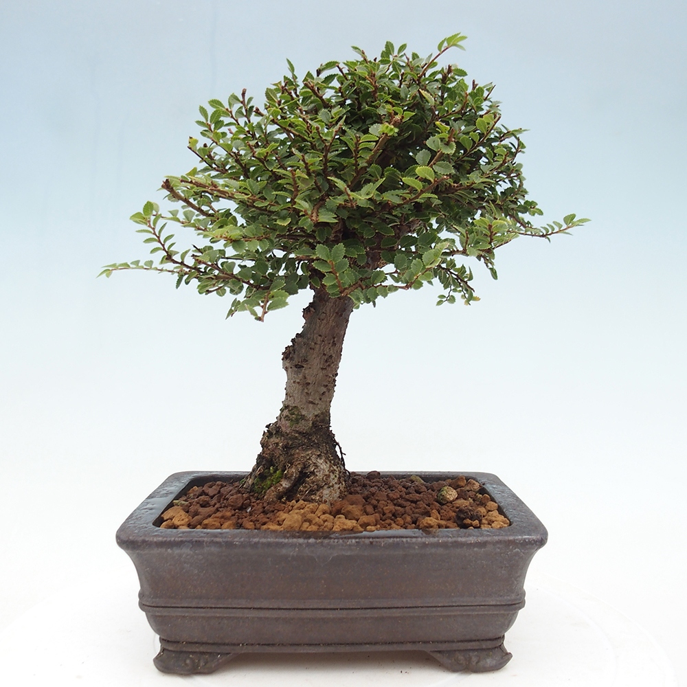 Bonsai für draußen - Ulmus parvifolia Hokkaido - Chinesische Ulme