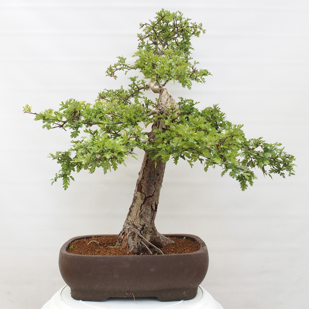 Bonsai für draußen - Weißdorn - Crataegus monogyna