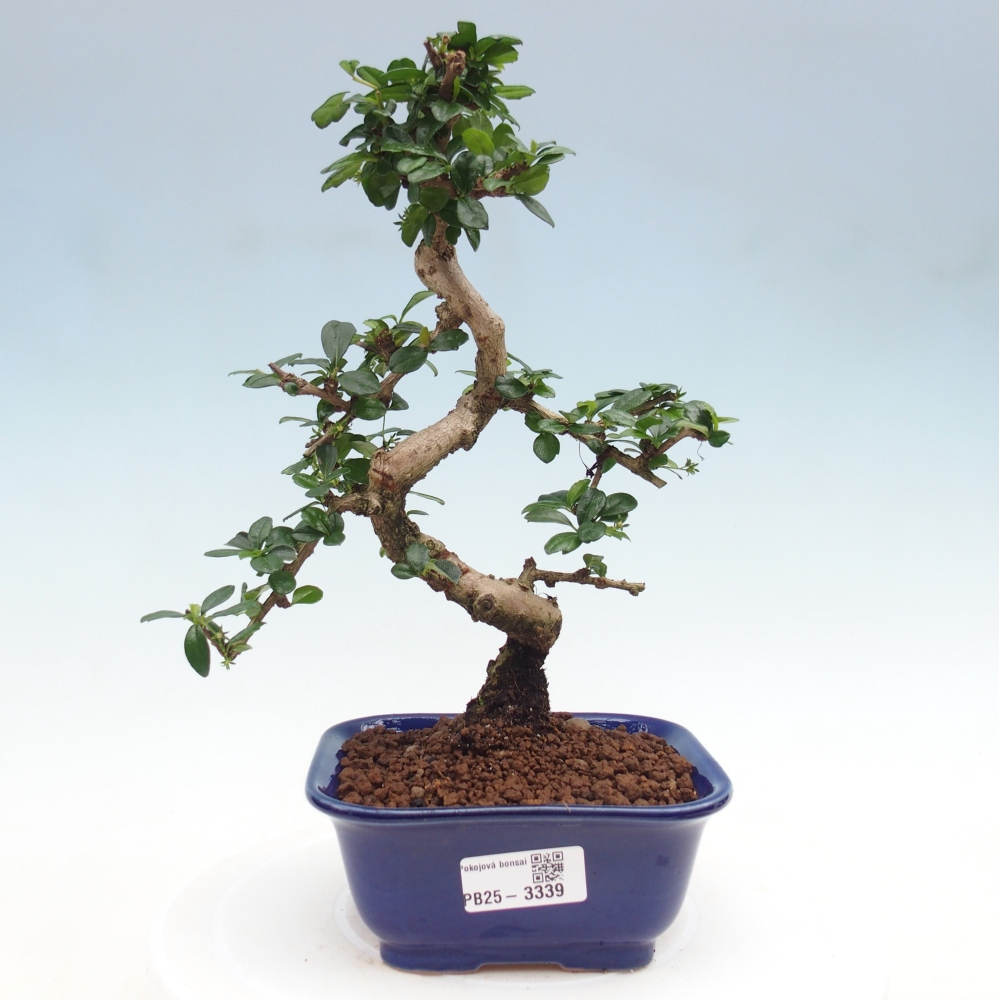 Zimmer-Bonsai - Carmona macrophylla - Tee-Fuki