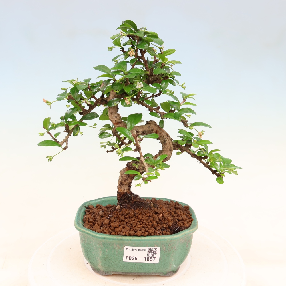 Zimmer-Bonsai - Carmona macrophylla - Tee-Fuki