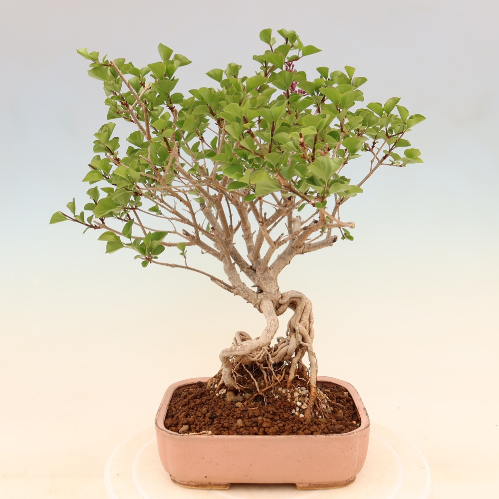 Bonsai für draußen - Syringa microphylla - Kleinblütiger Flieder