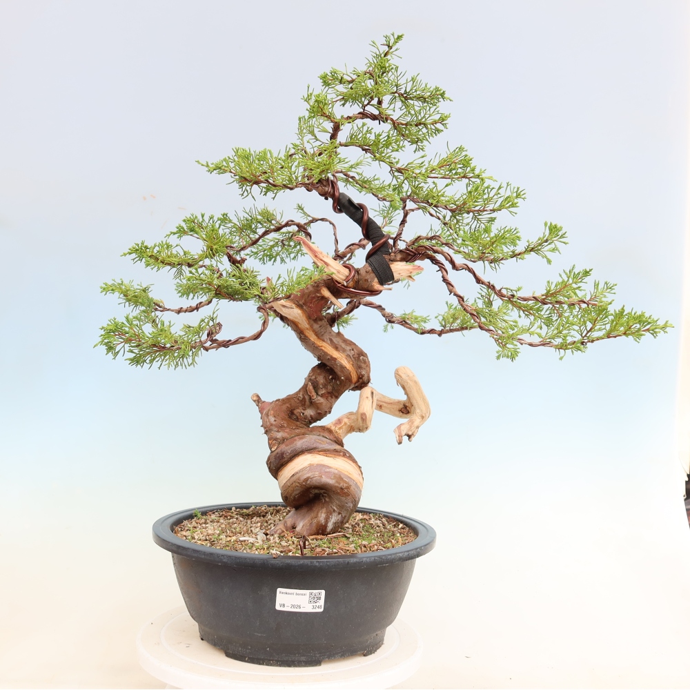 Bonsai für draußen - Juniperus chinensis Itoigawa-Juniperus chinensis