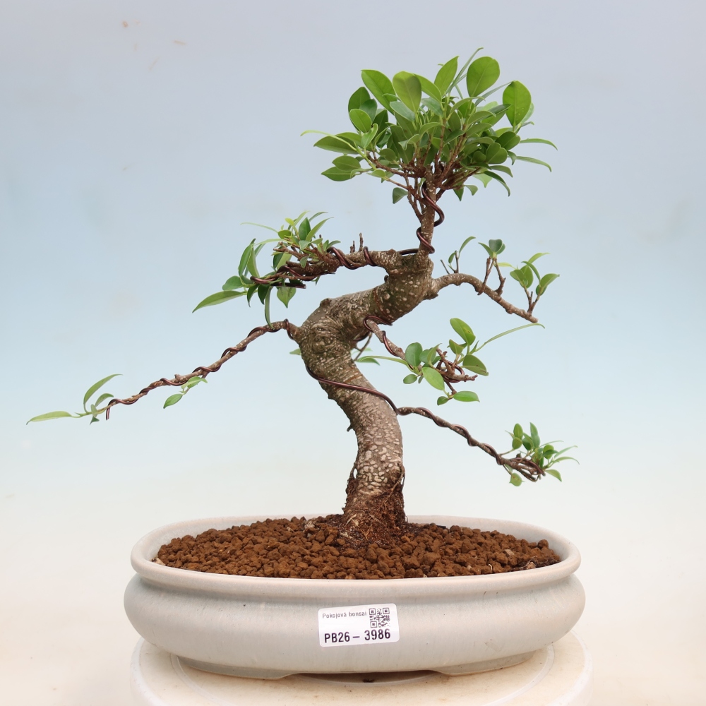 Zimmerbonsai - Ficus kimmen - Kleinblättriger Ficus
