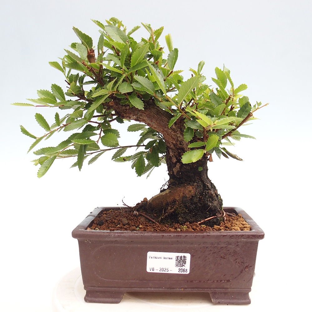 Bonsai für draußen - Zelkova - Zelkova NIRE