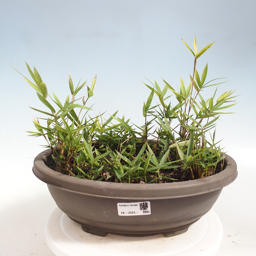 Bonsai für draußen - Pleioblastus argenteostriatus f.pumilus - Zwergbambus