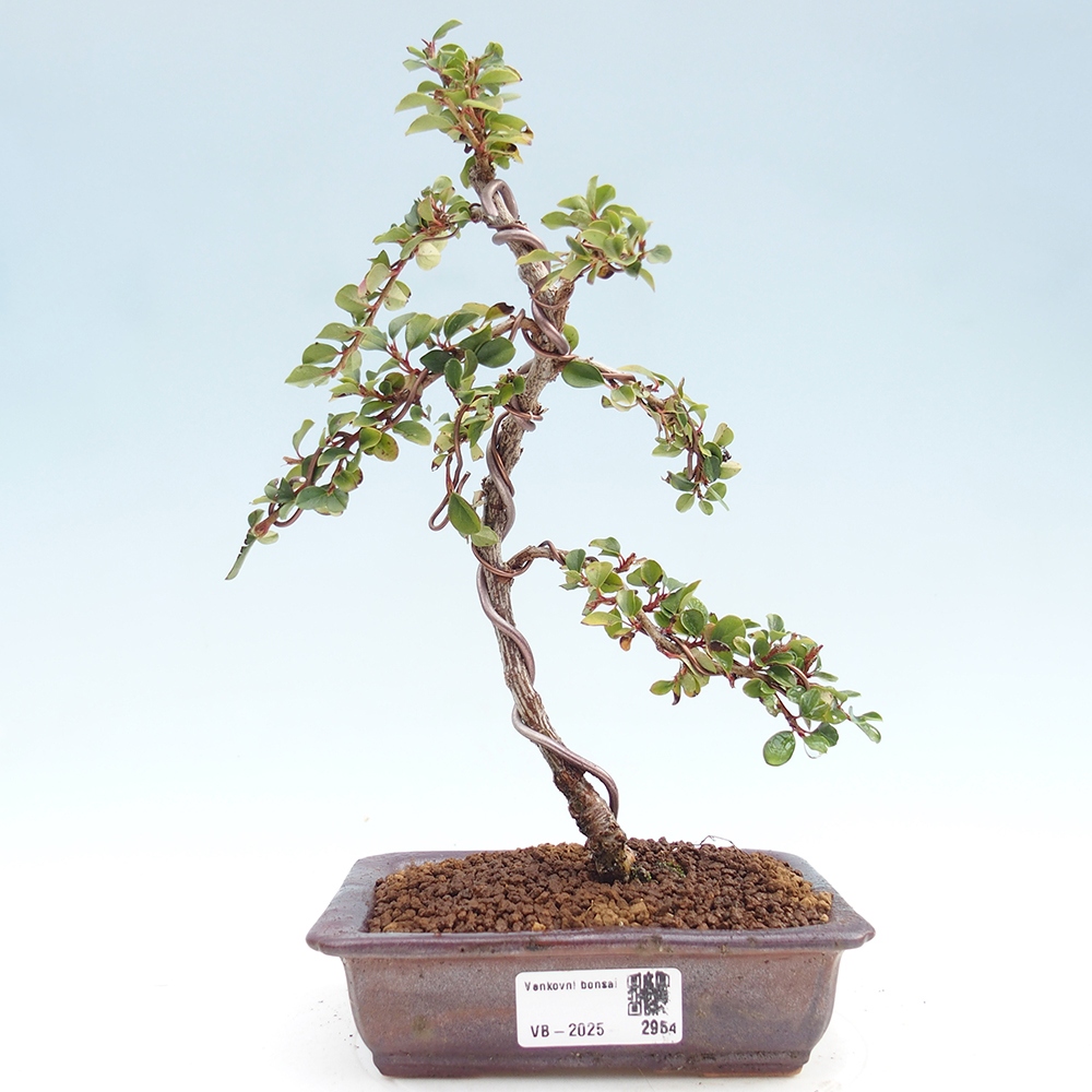 Bonsai für draußen - Cotoneaster horizontalis - Rocky Mountain