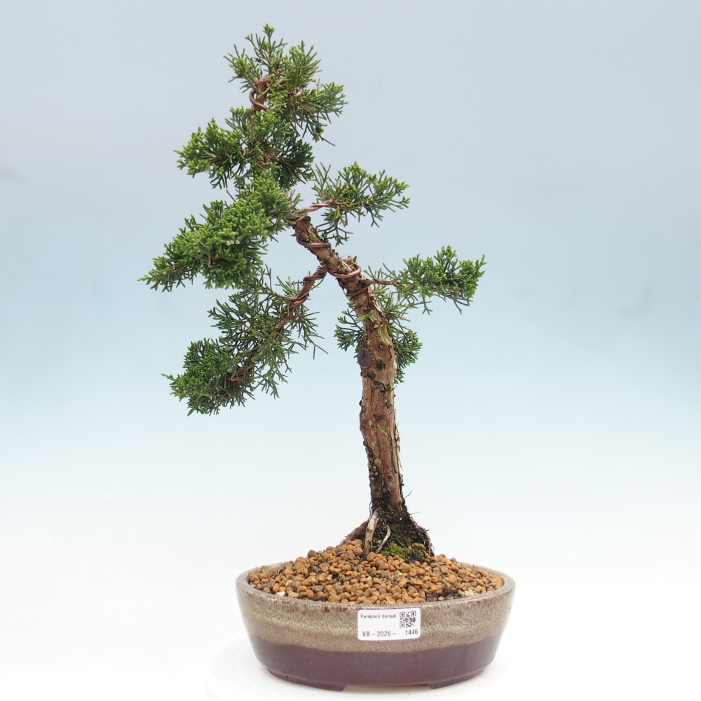 Bonsai für draußen - Juniperus chinensis Kishu