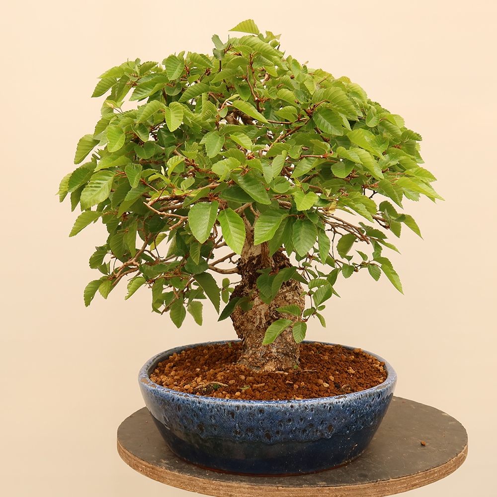 Bonsai für draußen - Karpinus Coreana - Koreanische Hainbuche