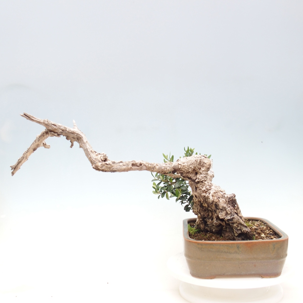 Zimmerbonsai - Olea europaea sylvestris