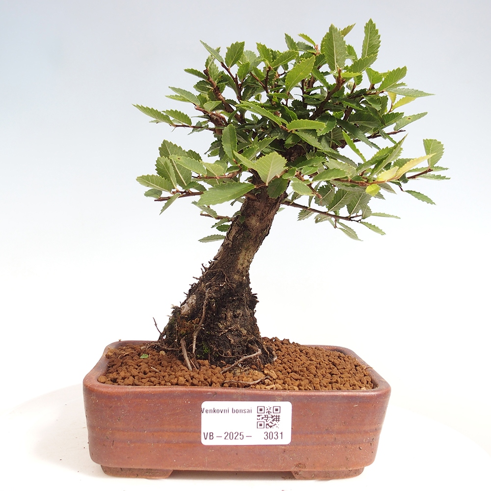 Bonsai für draußen - Zelkova - Zelkova NIRE