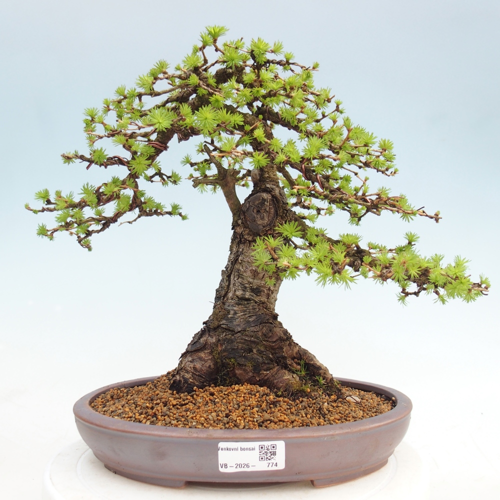 Bonsai für draußen -Larix decidua - Lärche