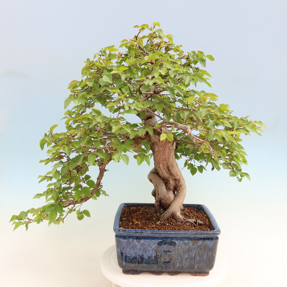 Bonsai für draußen - Karpinus Coreana - Koreanische Hainbuche