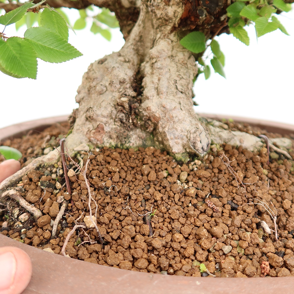 Bonsai für draußen - Karpinus Coreana - Koreanische Hainbuche