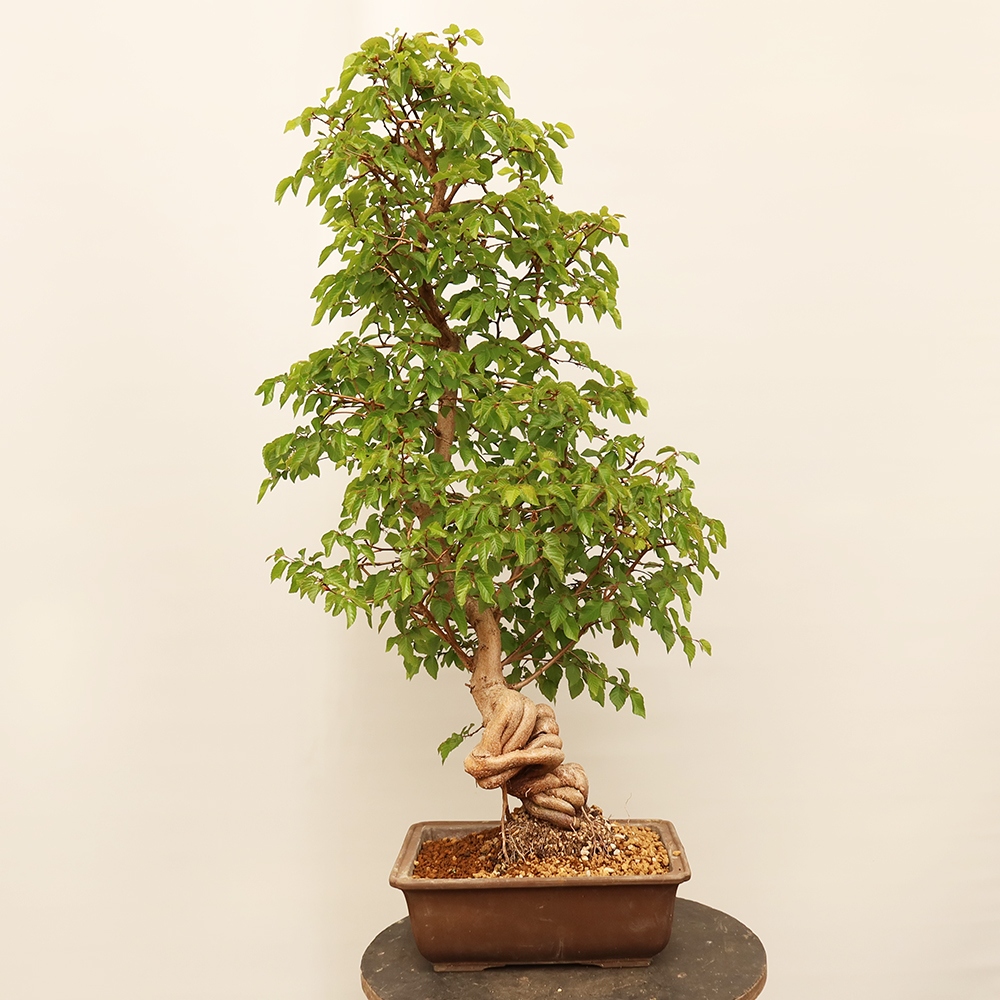 Bonsai für draußen - Karpinus Coreana - Koreanische Hainbuche