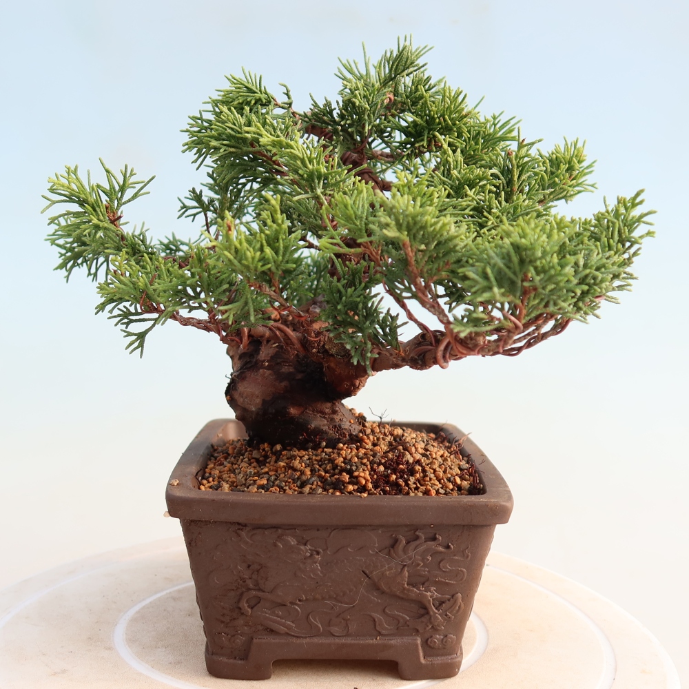 Bonsai für draußen - Juniperus chinensis Itoigawa