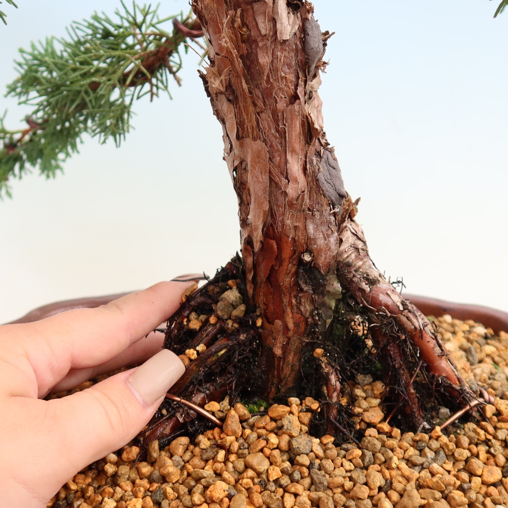 Bonsai für draußen - Juniperus chinensis Kishu