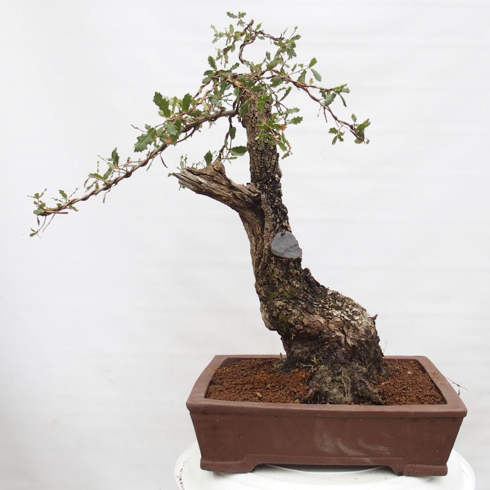 Yamadori - Quercus Ilex - Eichenstechpalme