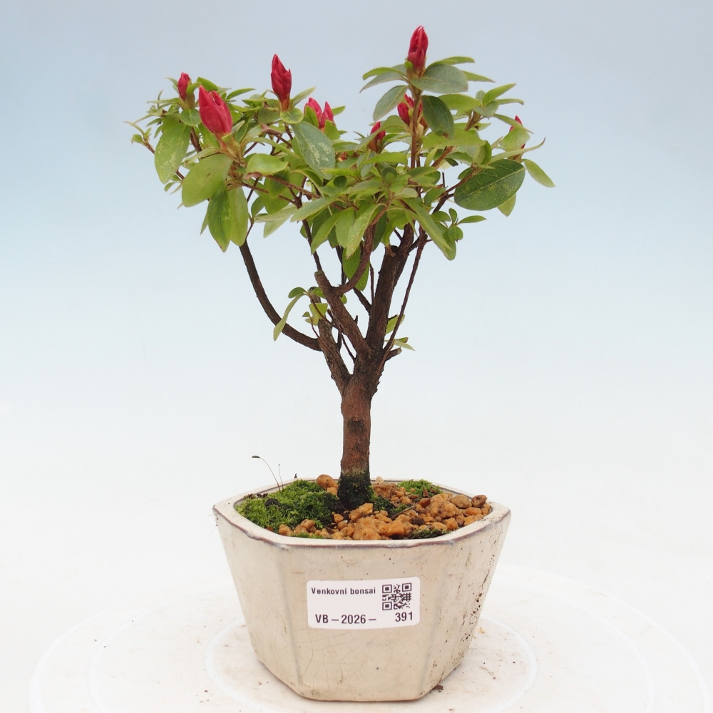 Bonsai für draußen - Japanische Azalee - Azalea sp.