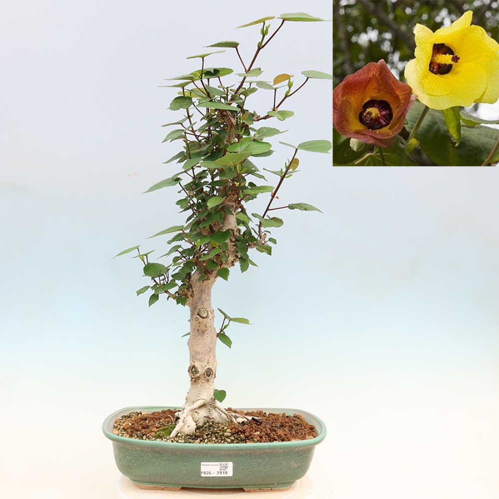 Zimmerbonsai - Hibiscus tiliaceus - Meeres-Hibiskus