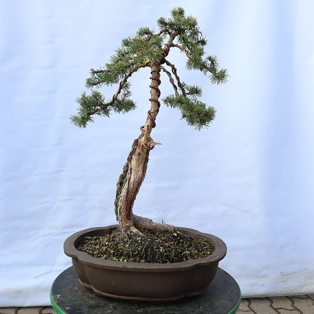 Pinus sylvestris Spanien – Waldkiefer