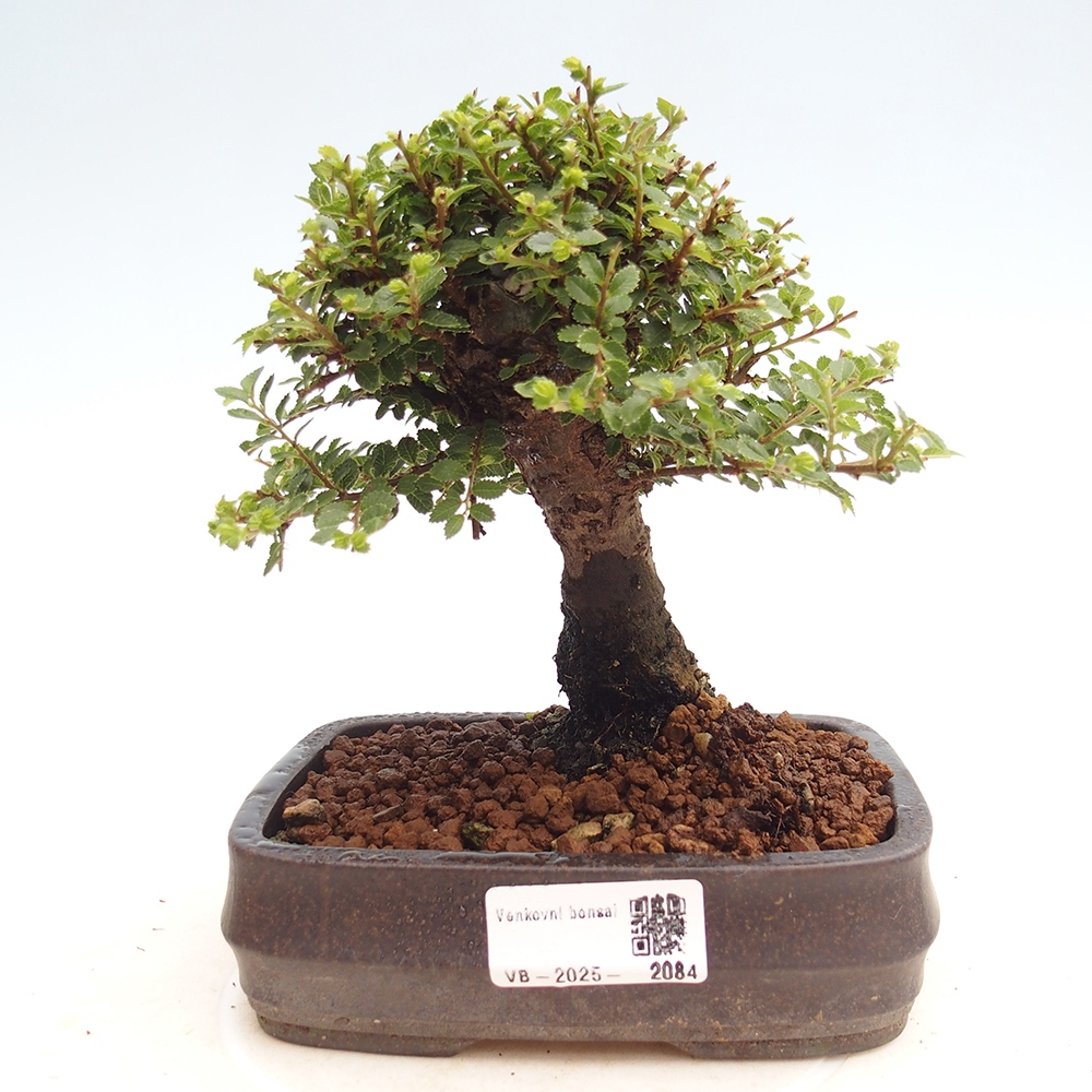 Bonsai für draußen - Ulmus parvifolia Hokkaido - Chinesische Ulme