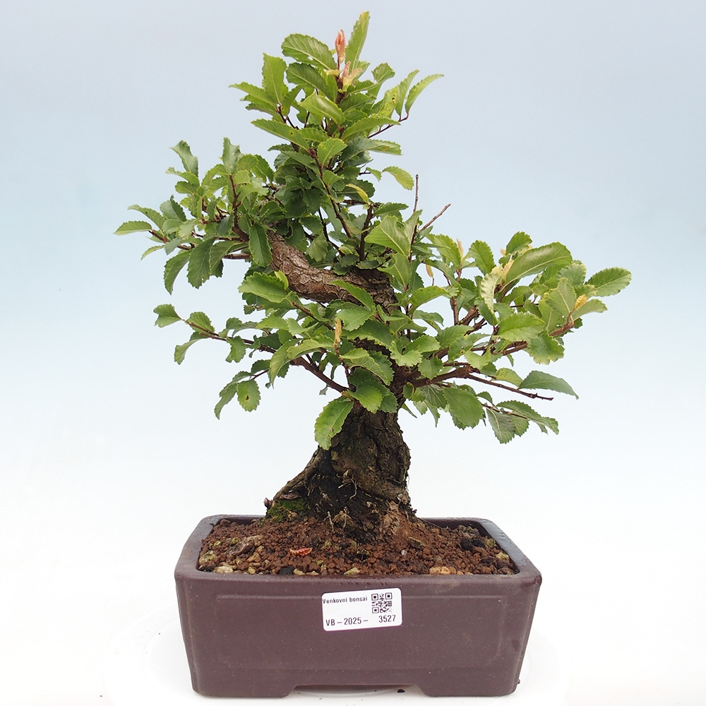 Bonsai für draußen - Zelkova - Zelkova NIRE