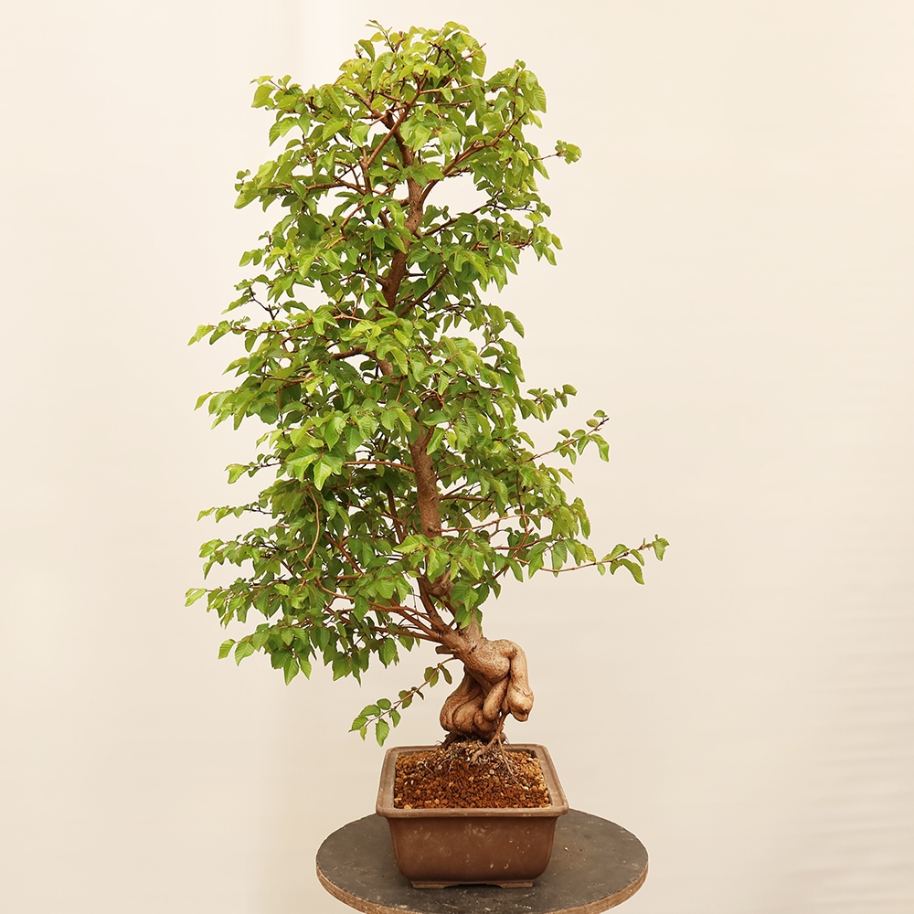 Bonsai für draußen - Karpinus Coreana - Koreanische Hainbuche
