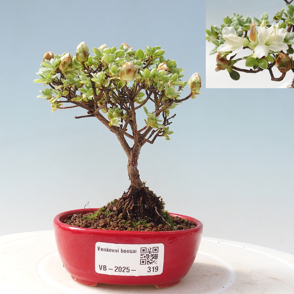 Bonsai für draußen - Rhododendron indicum - Japanische Azalee