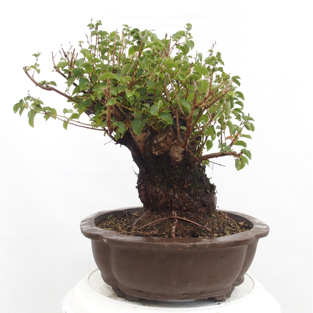 Bonsai für draußen - Mahalebka - Prunus mahaleb