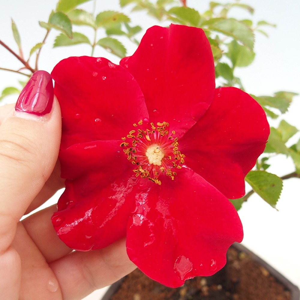 Bonsai für draußen - Rosa Kordes - Rose