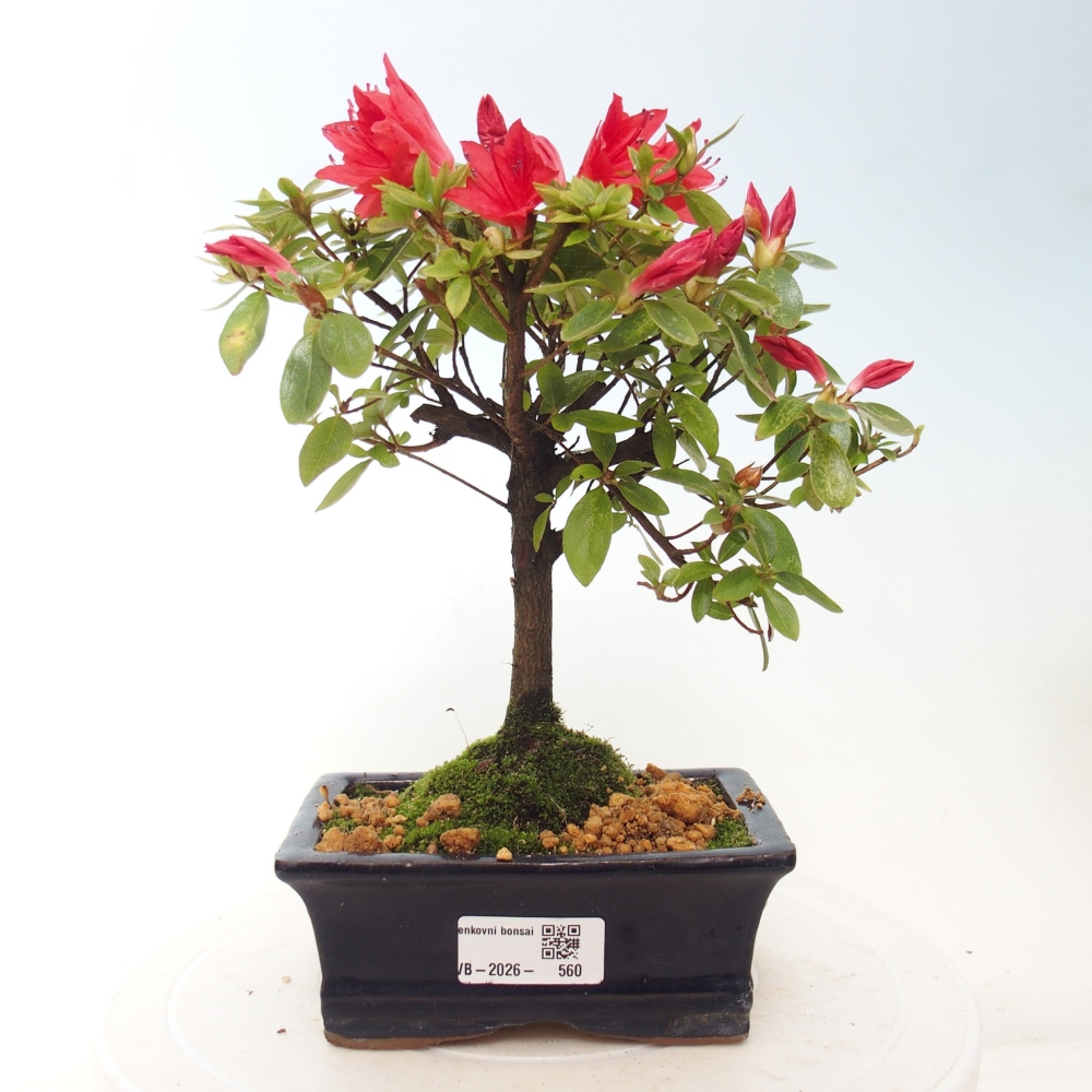 Bonsai für draußen - Japanische Azalee - Azalea sp.