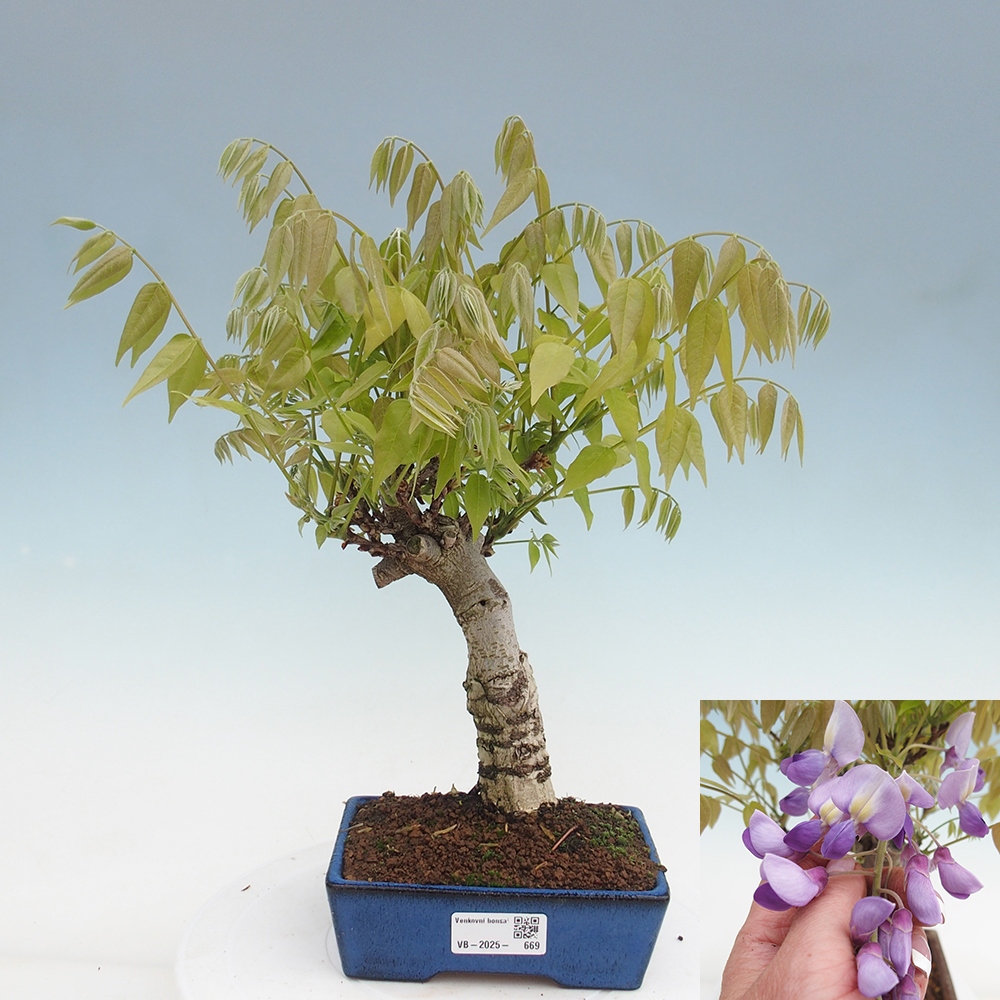 Bonsai für draußen - Wisteria floribunda