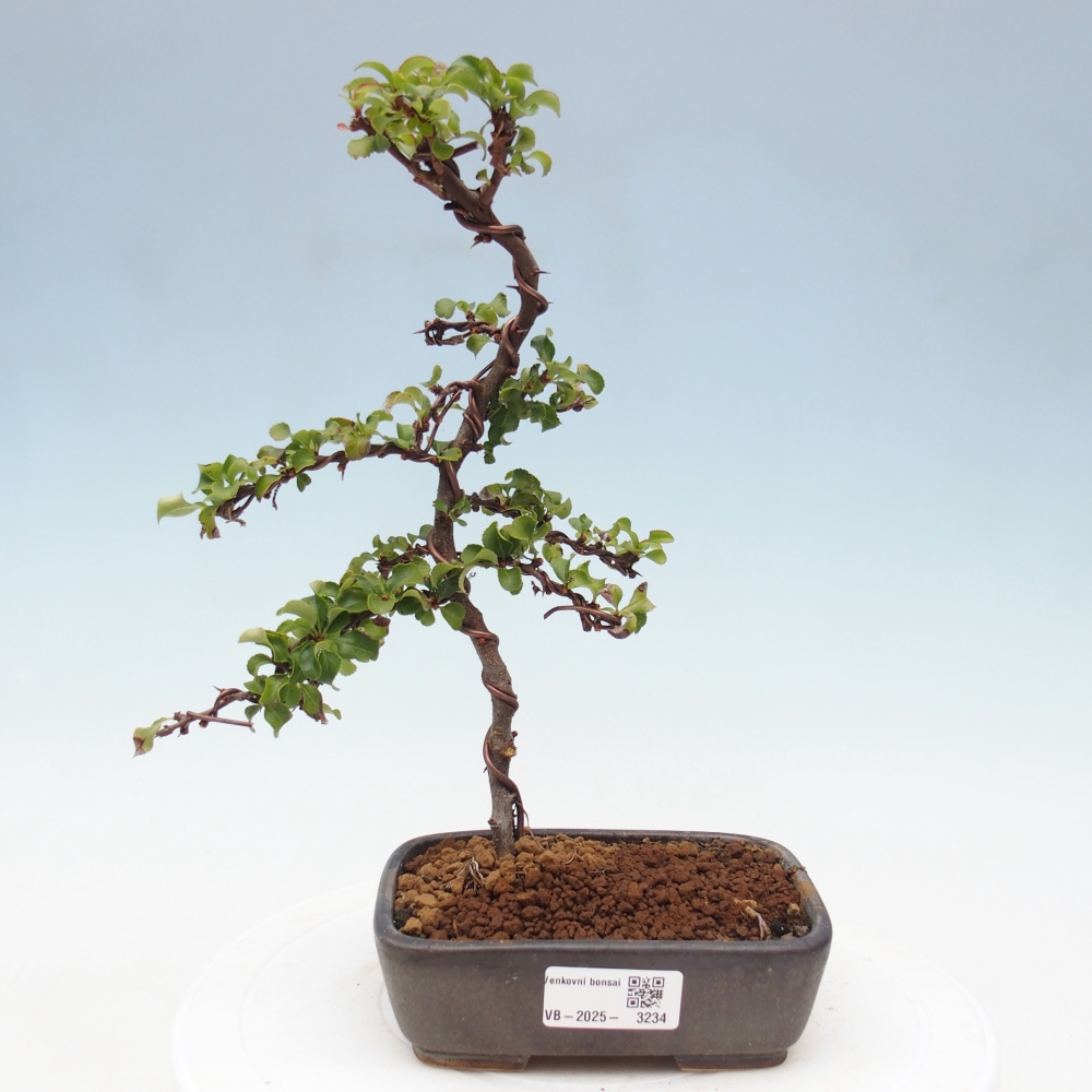 Bonsai für draußen - Chaneomeles s. Red Joy - Quitte